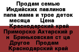 Продам семью Индийских павлинов - папа мама и трое деток- 3 месяца.  › Цена ­ 20 000 - Краснодарский край, Приморско-Ахтарский р-н, Бриньковская ст-ца Другое » Продам   . Краснодарский край